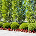Chicago Landscaping Lawn Maintenance